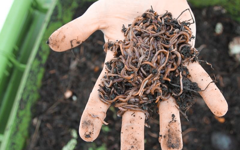 TrovaTrip traveler holding a pile of muddy worms