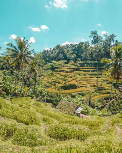 TrovaTrip-Bali-dreaming_outloud-bryce__miller-Ubud-Waterfalls4 Large-1