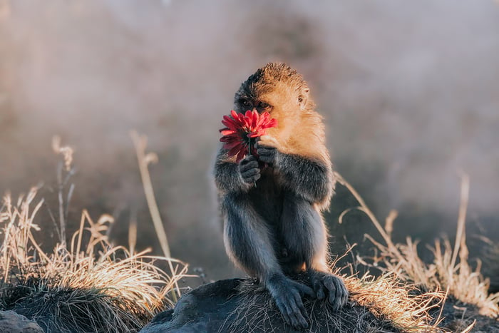 TrovaTrip Bali monkey holding flowers on Mountain Batur