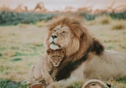 South Africa lion with a younger cub cuddling