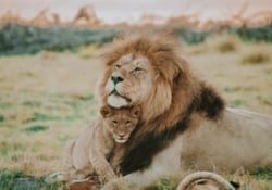 South Africa a lion and his young cub cuddling