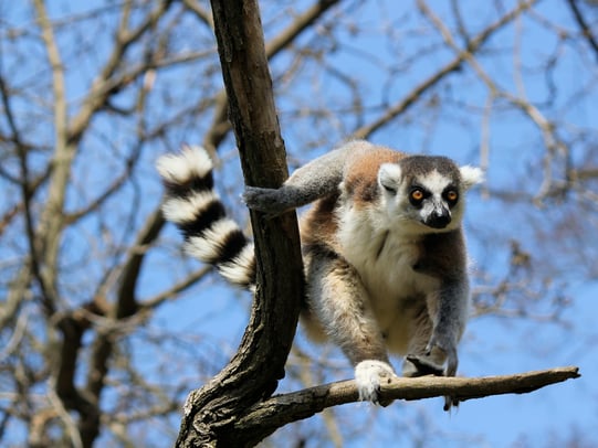 dusan-veverkolog-T-MvND5iGcQ-unsplash