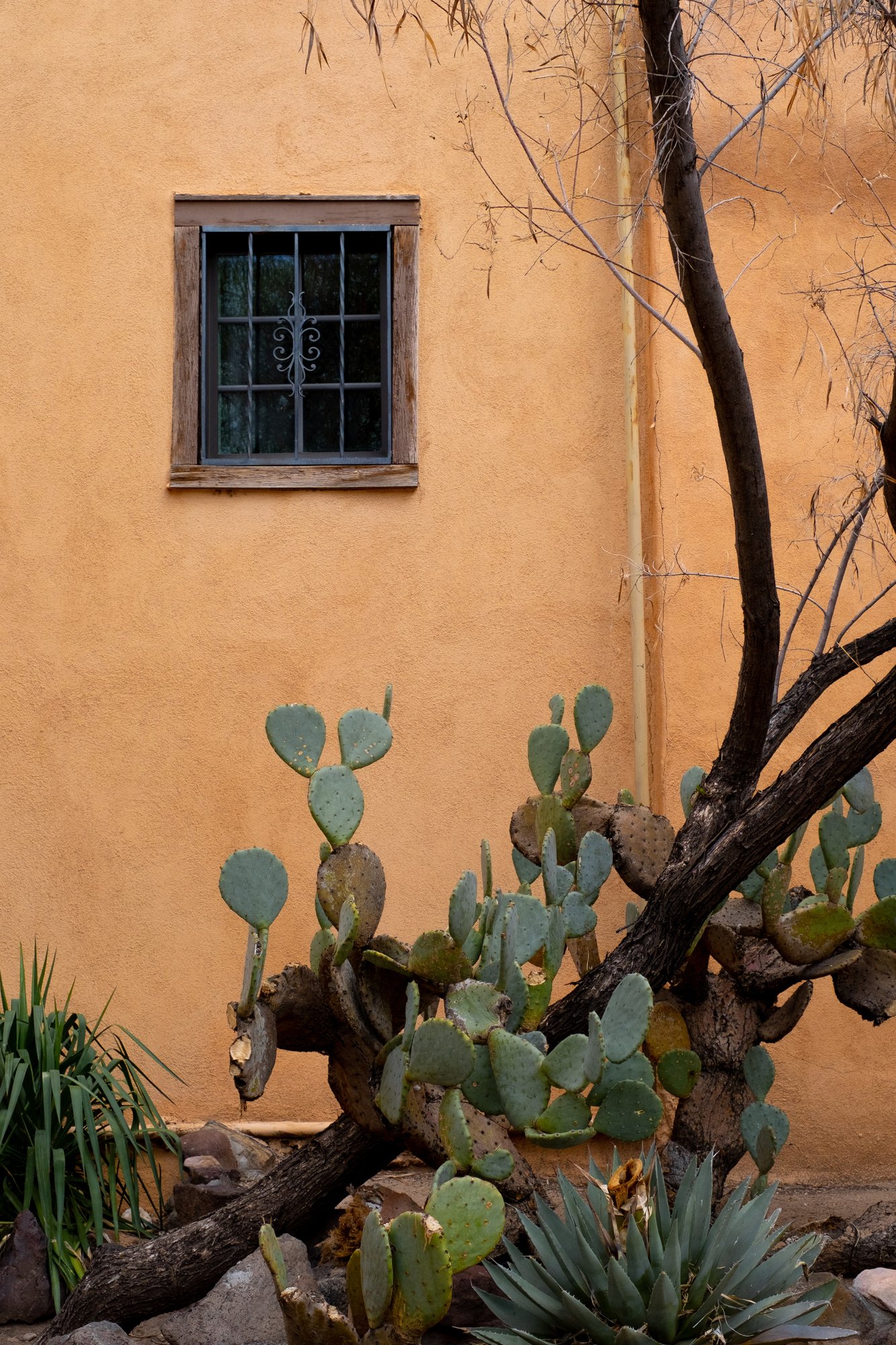 Cactus in Santa Fe, New Mexico.