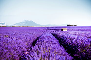 simon-spring-LiJQoWWd_QI-unsplash