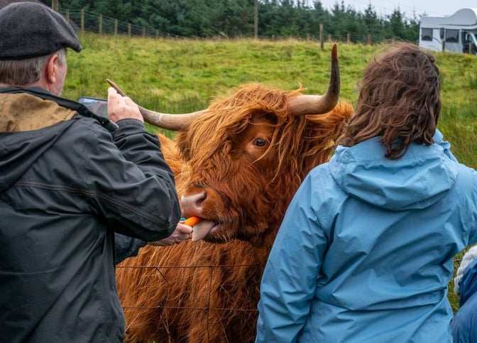 People feeding a highland cow in Scotland, a great place to visit in September.