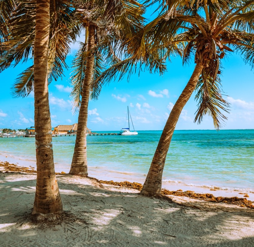 View of palm trees in Belize.