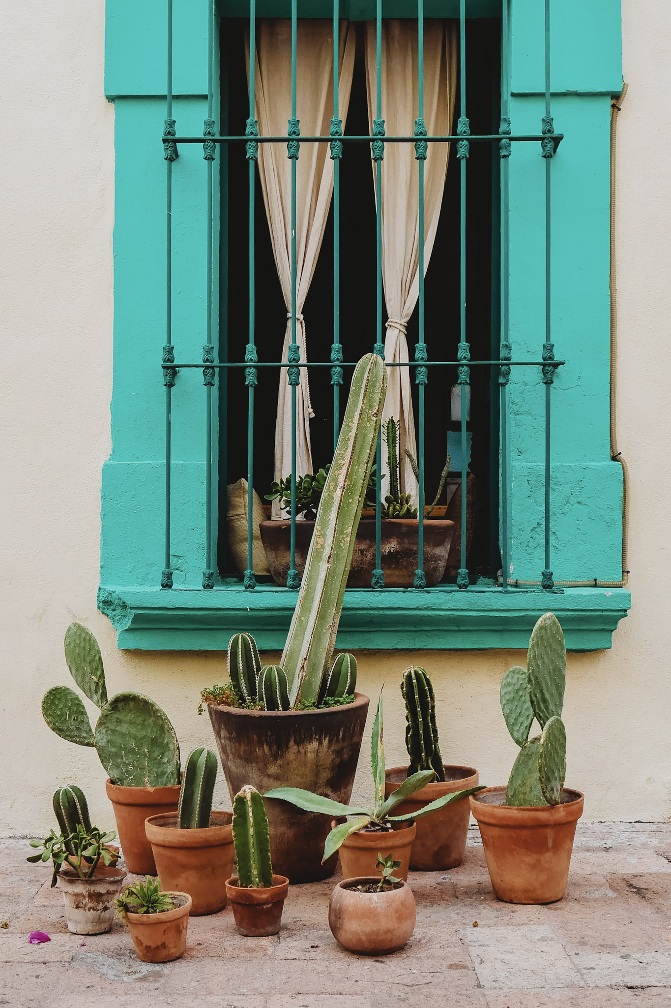 Cactus-Window