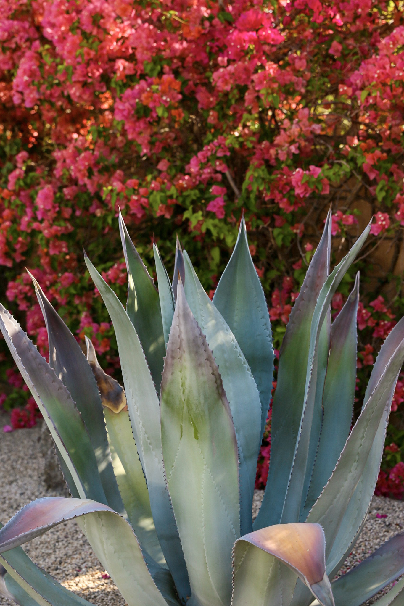 Cactus-flower
