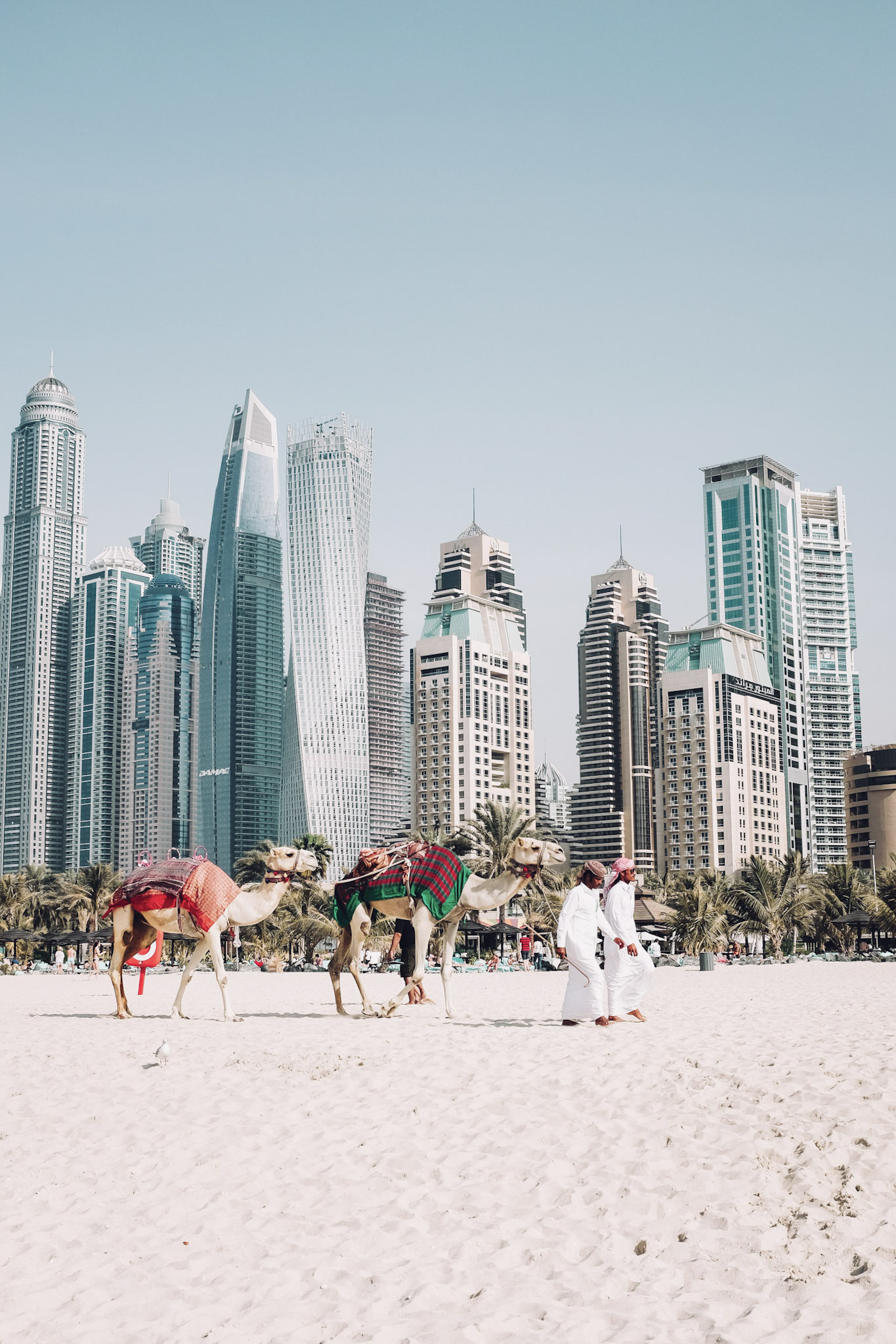 Camel-Beach-Dubai