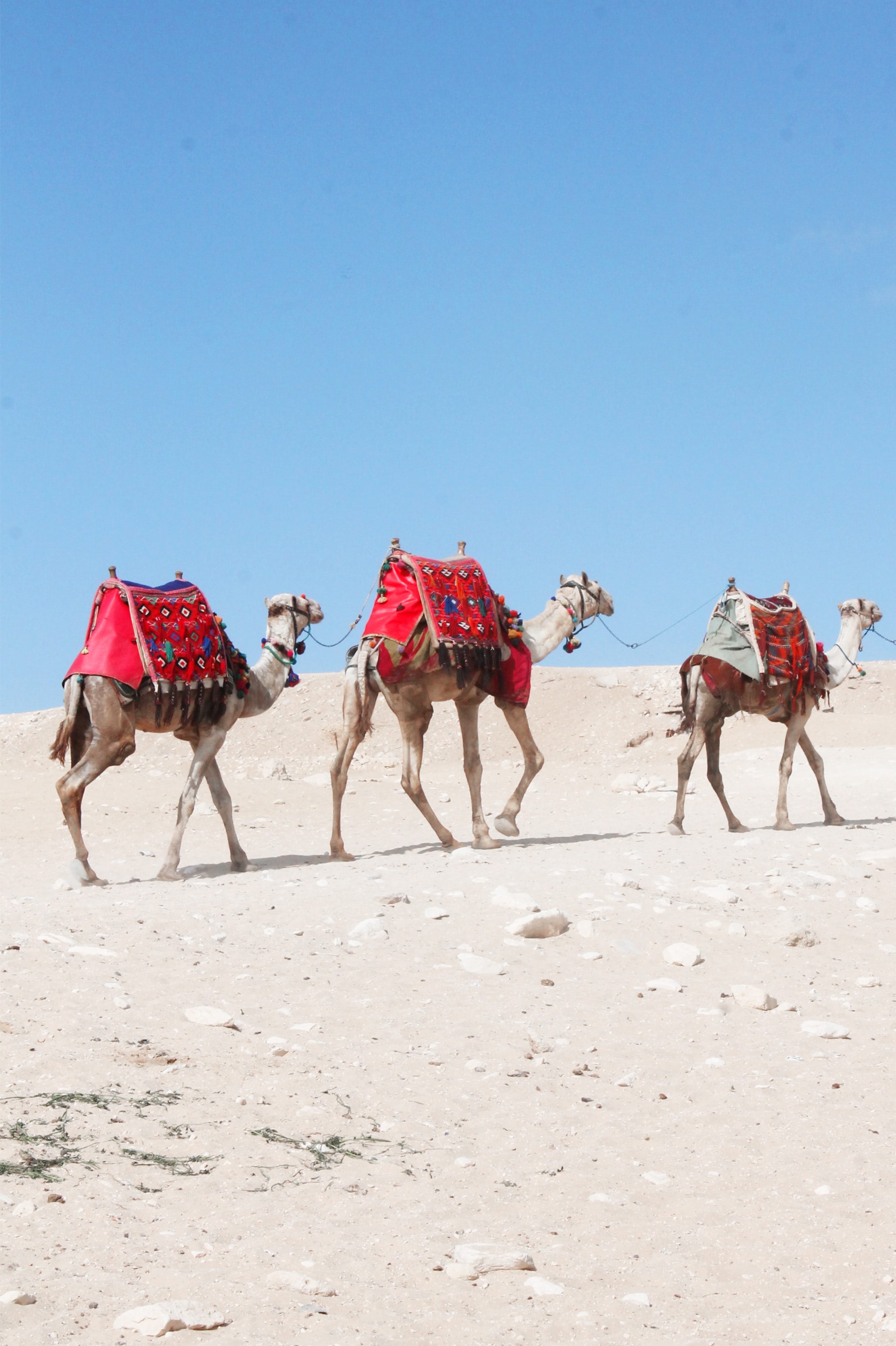 Camel-Egypt