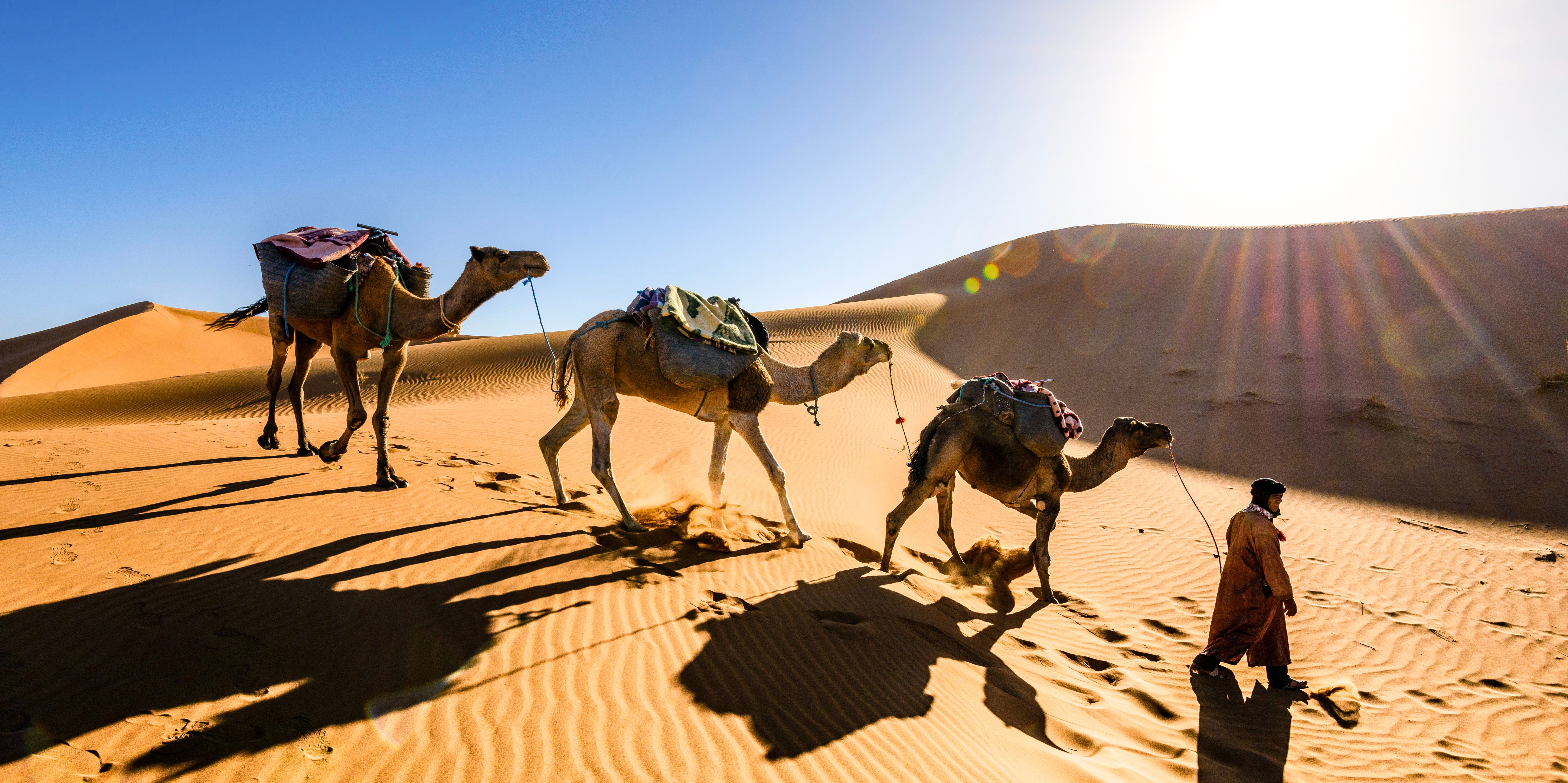 Camel-Morocco