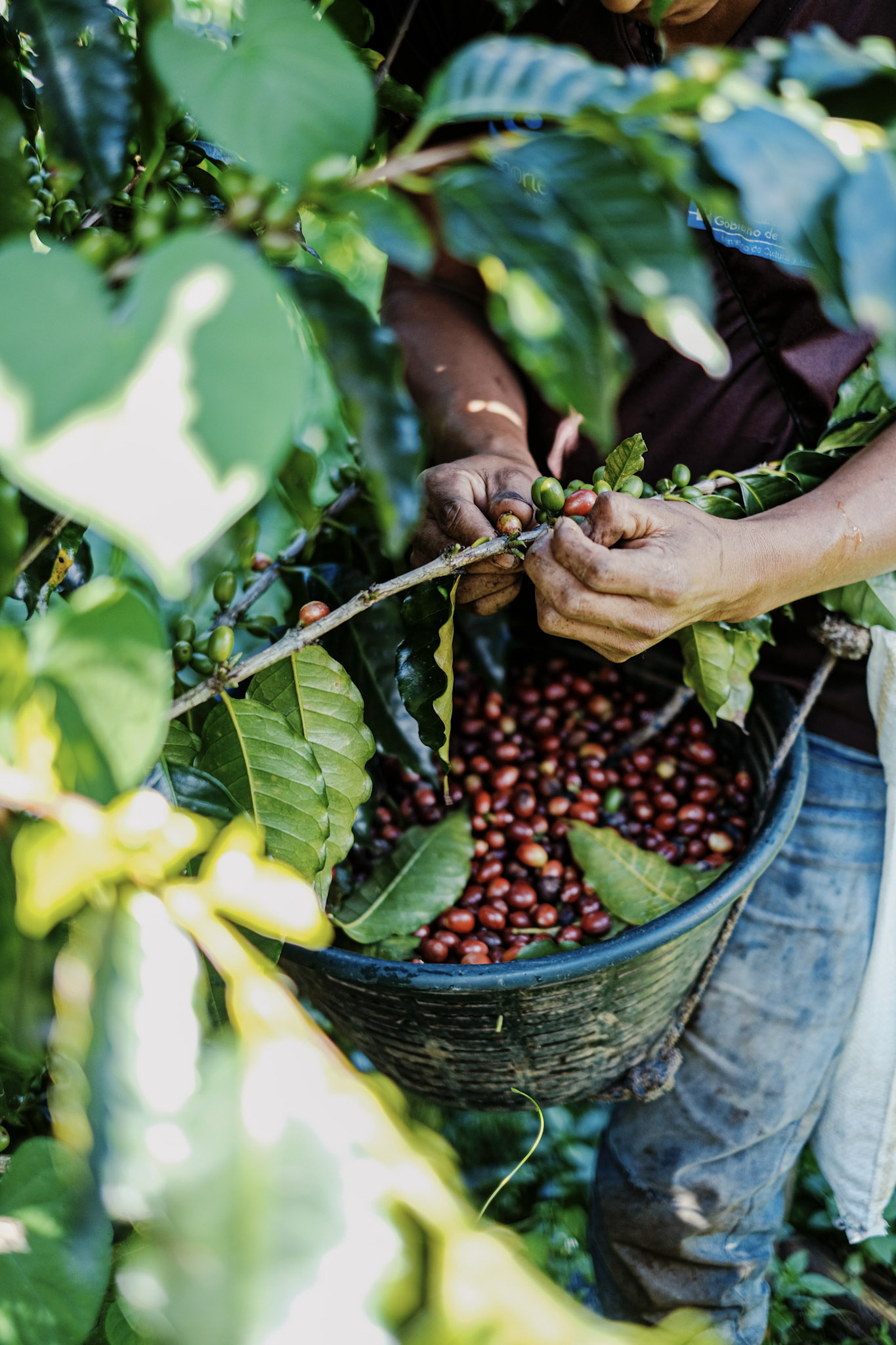 Coffee-Plant-Guatemala