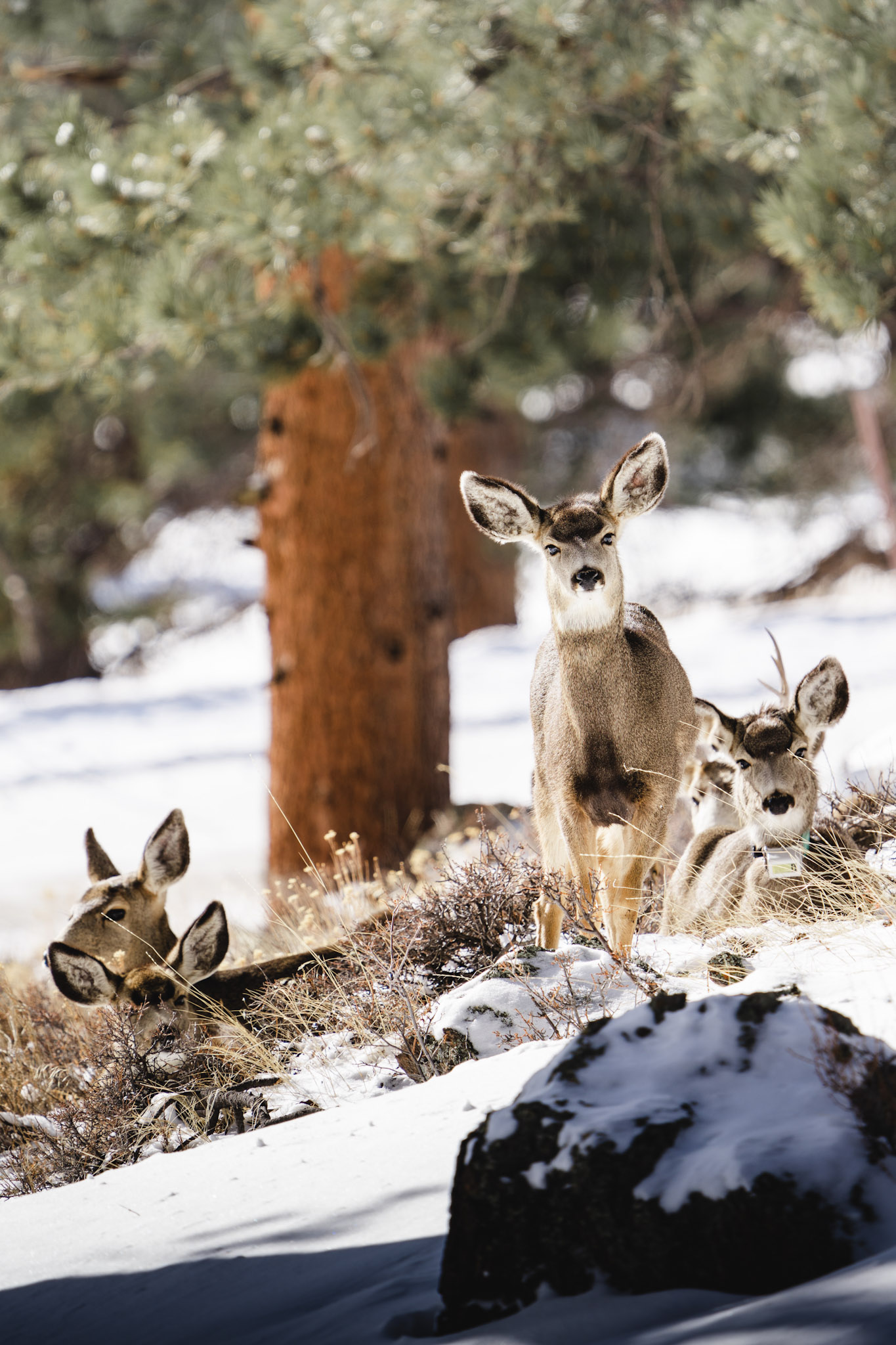 Deer-Estes-Park-Colorado 