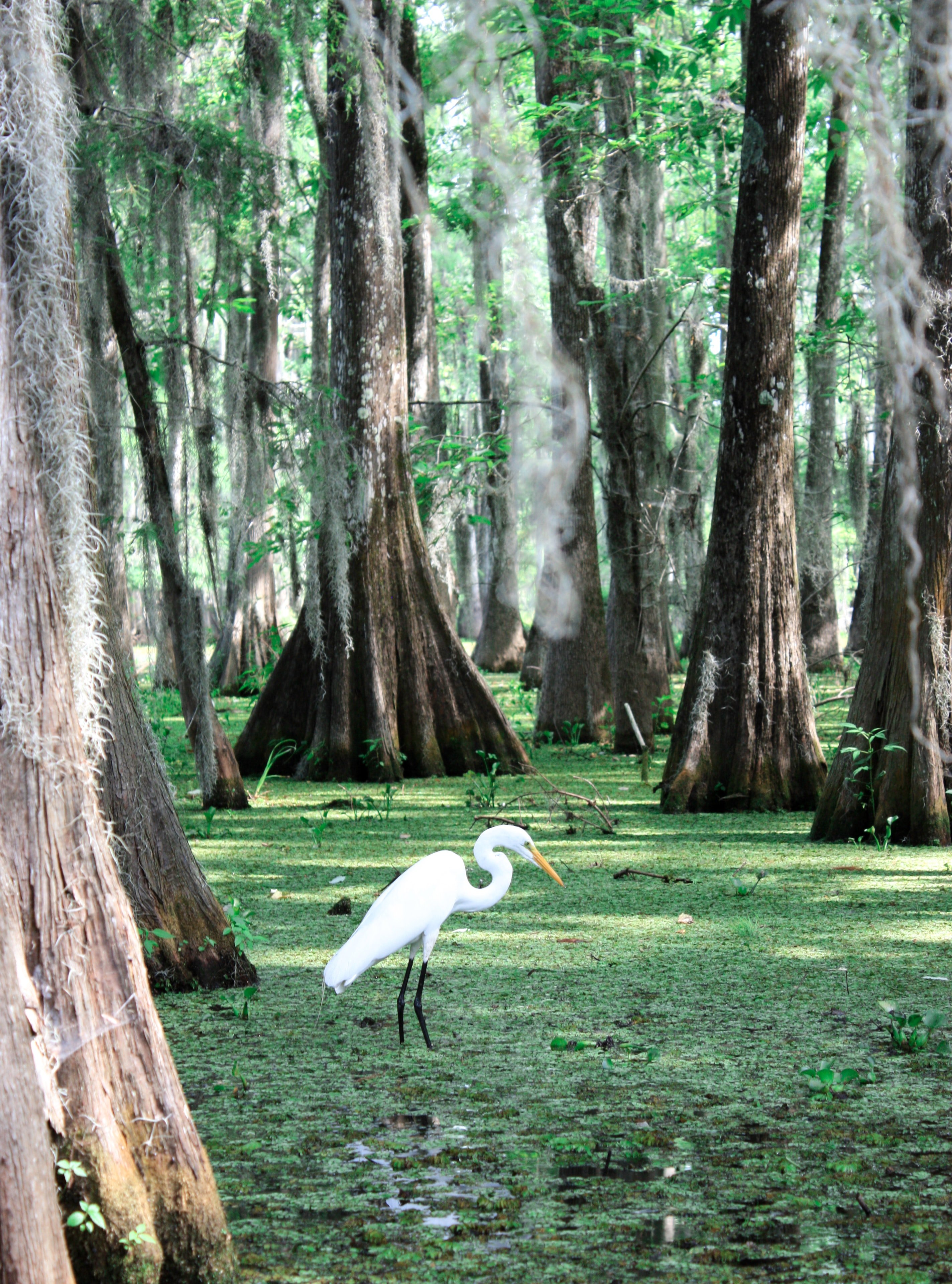 Egret-in-swamp-New-Orleans