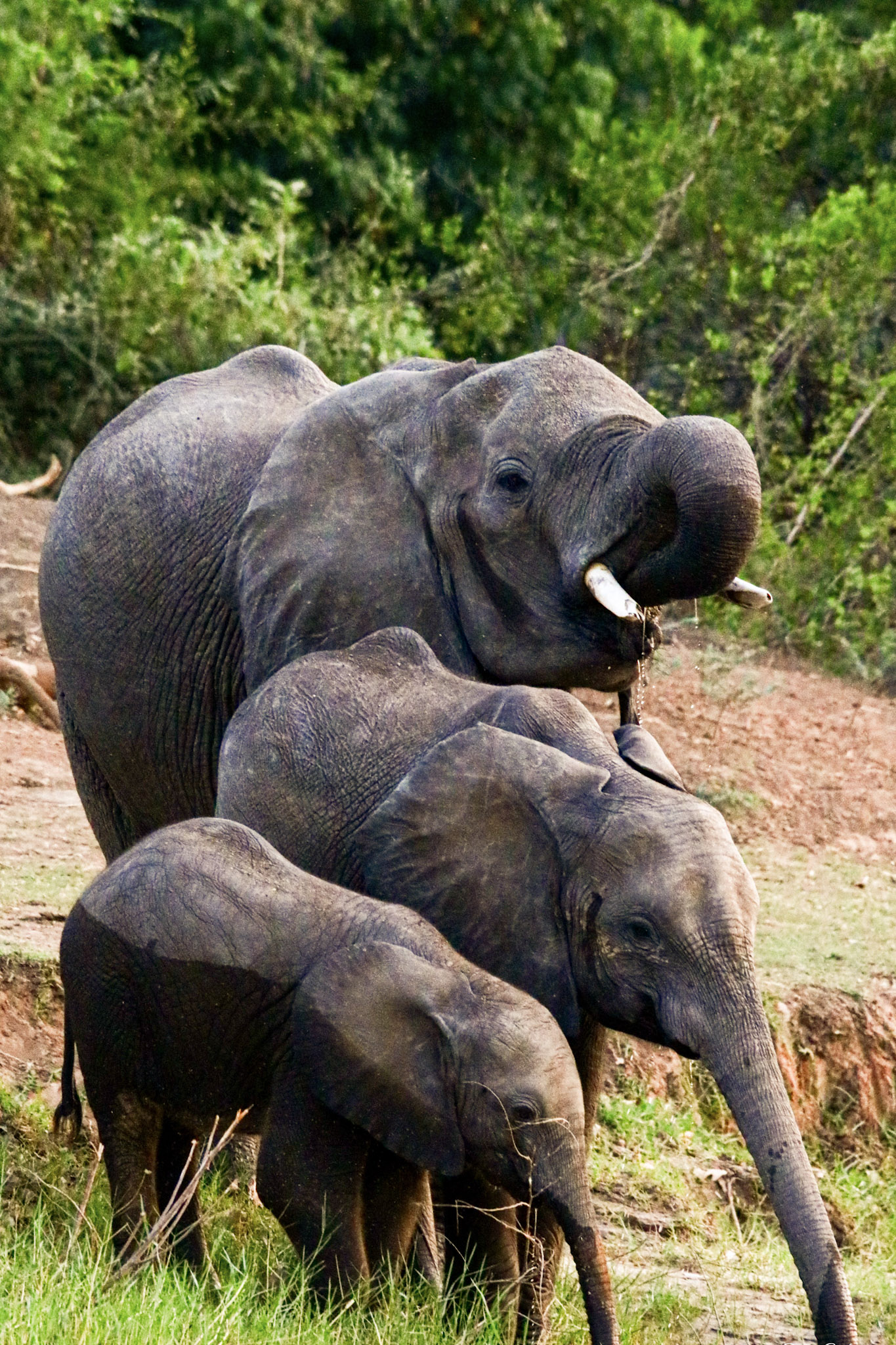 Elephants-Zambezi-River