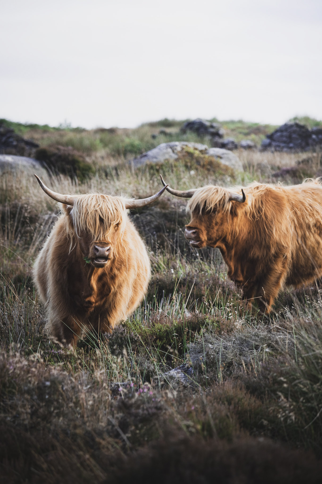 Highland-Cow