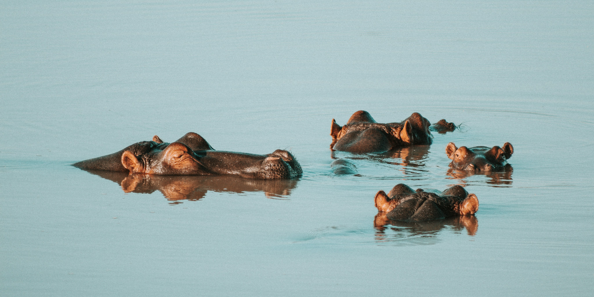 Hippos-In-Pond