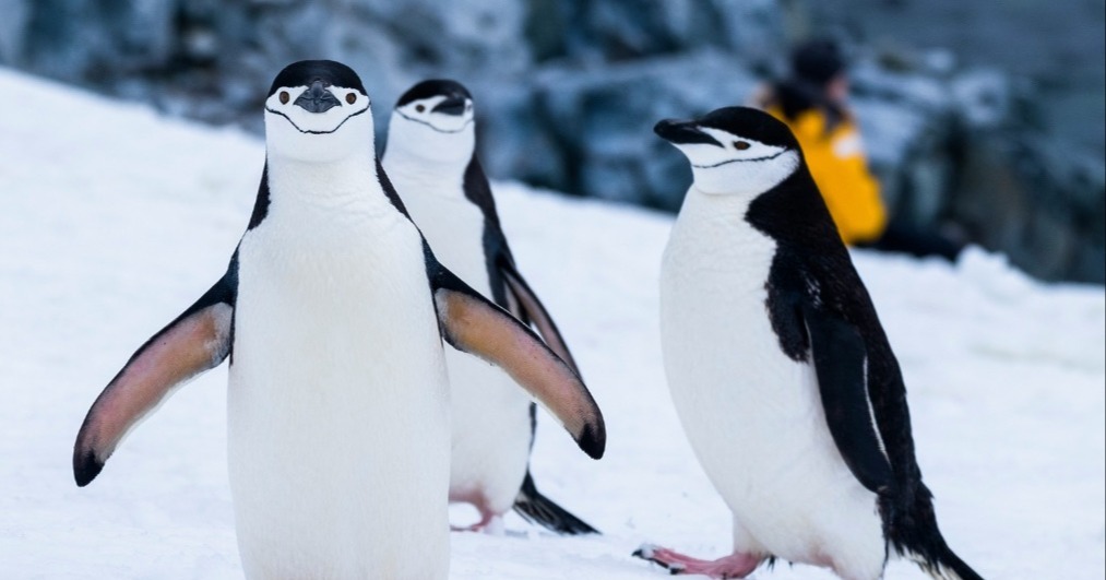 Antarctica is one of the most unique and hard to reach destinations for group travel, made possible by TrovaTrip.