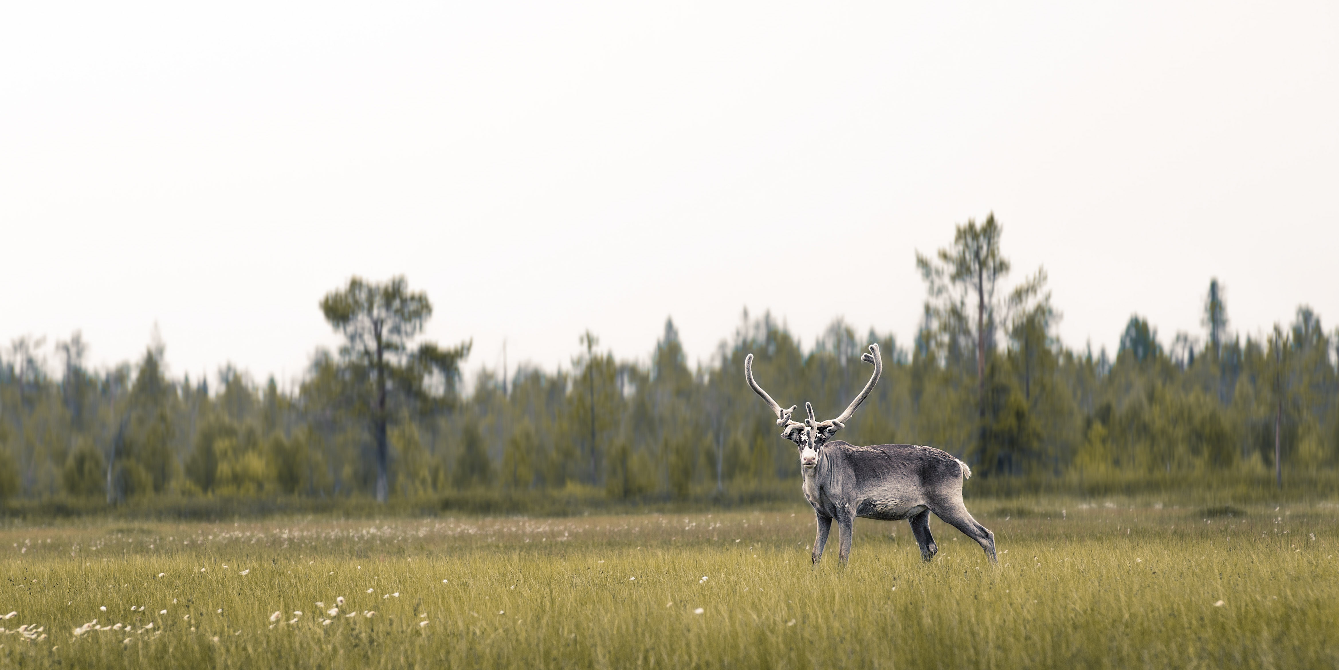 Lapland-Summer