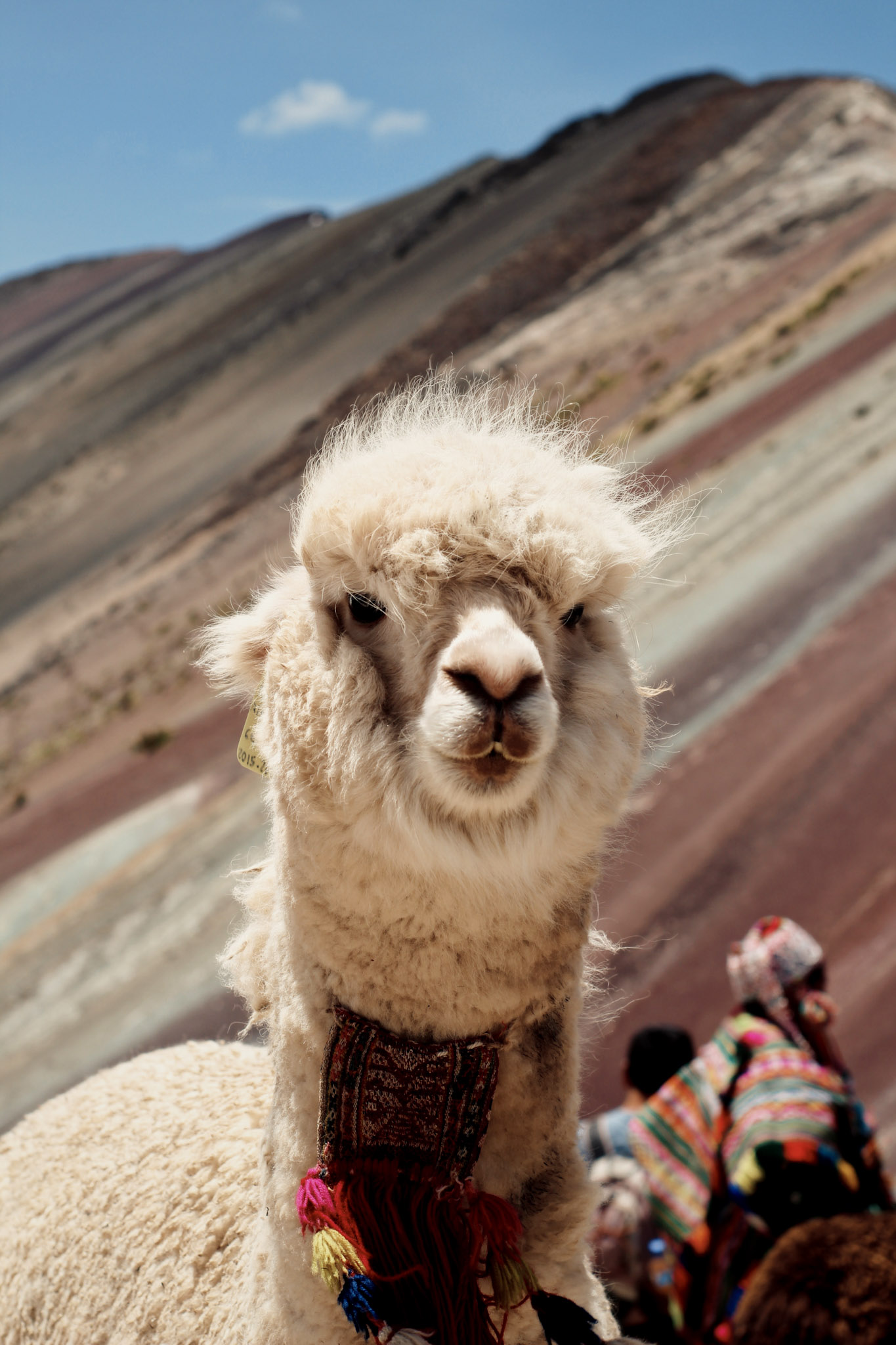 Llama-Rainbow-Mtn-Peru