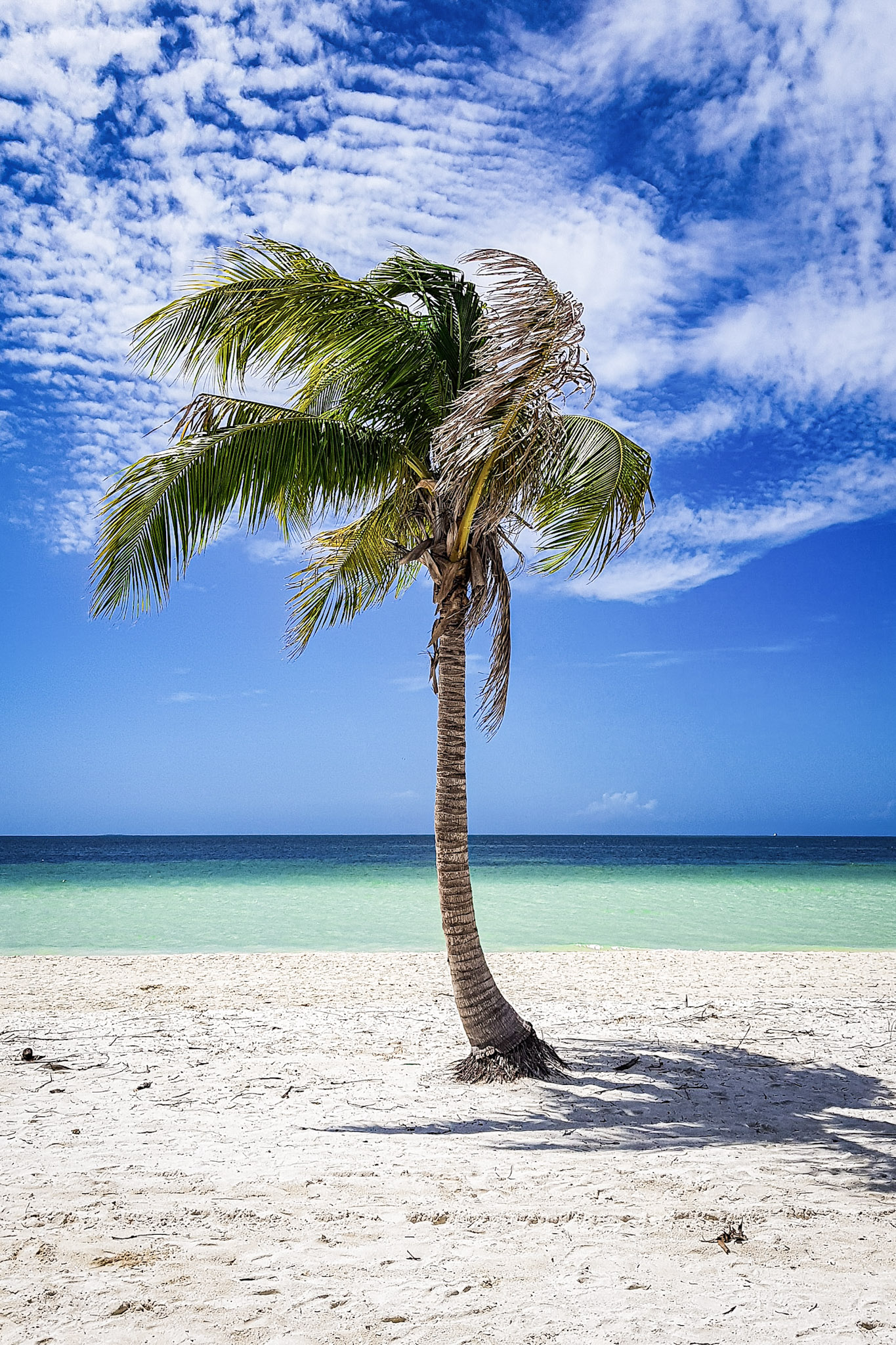 Palm-Tree-Beach-Cuba