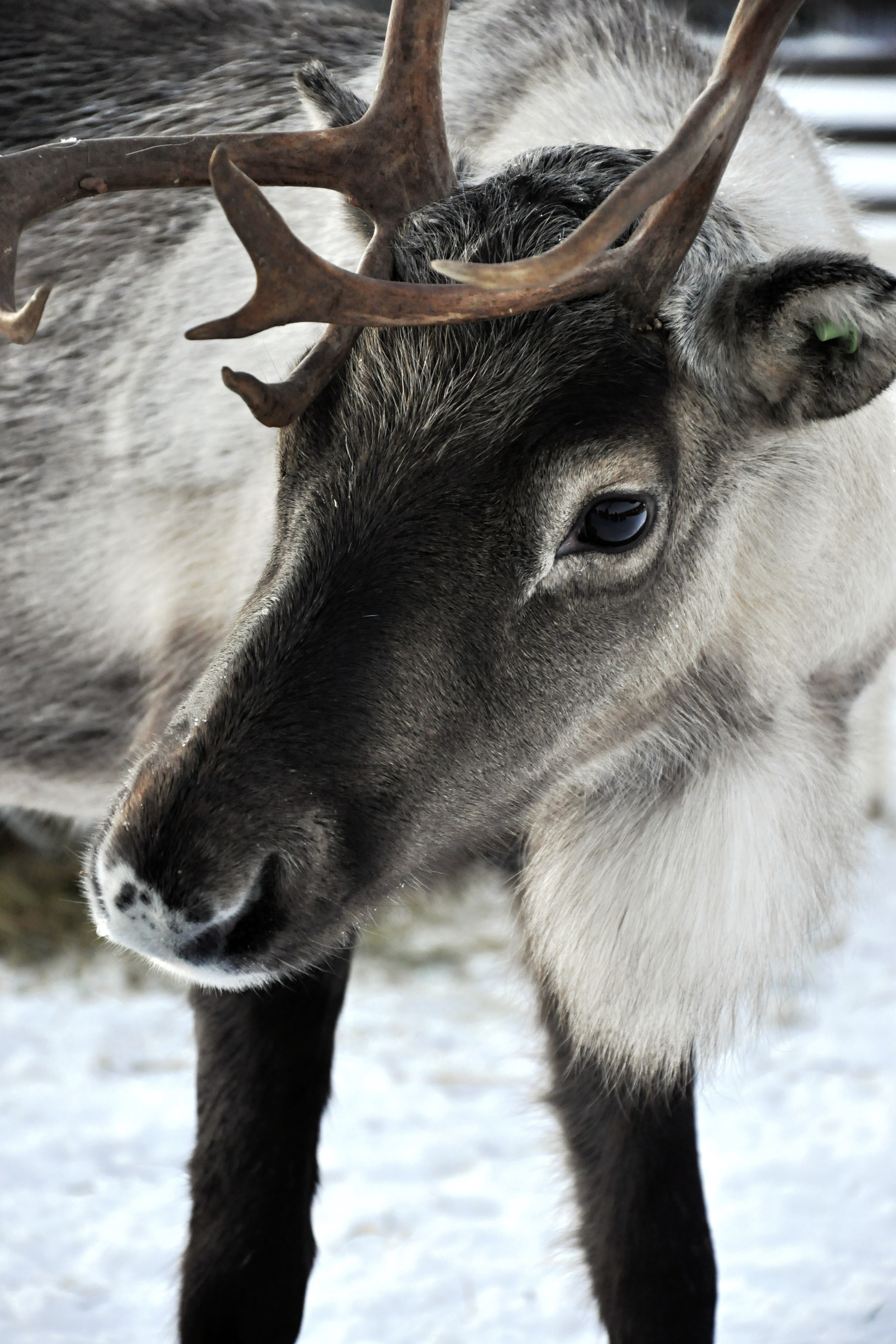 Reindeer