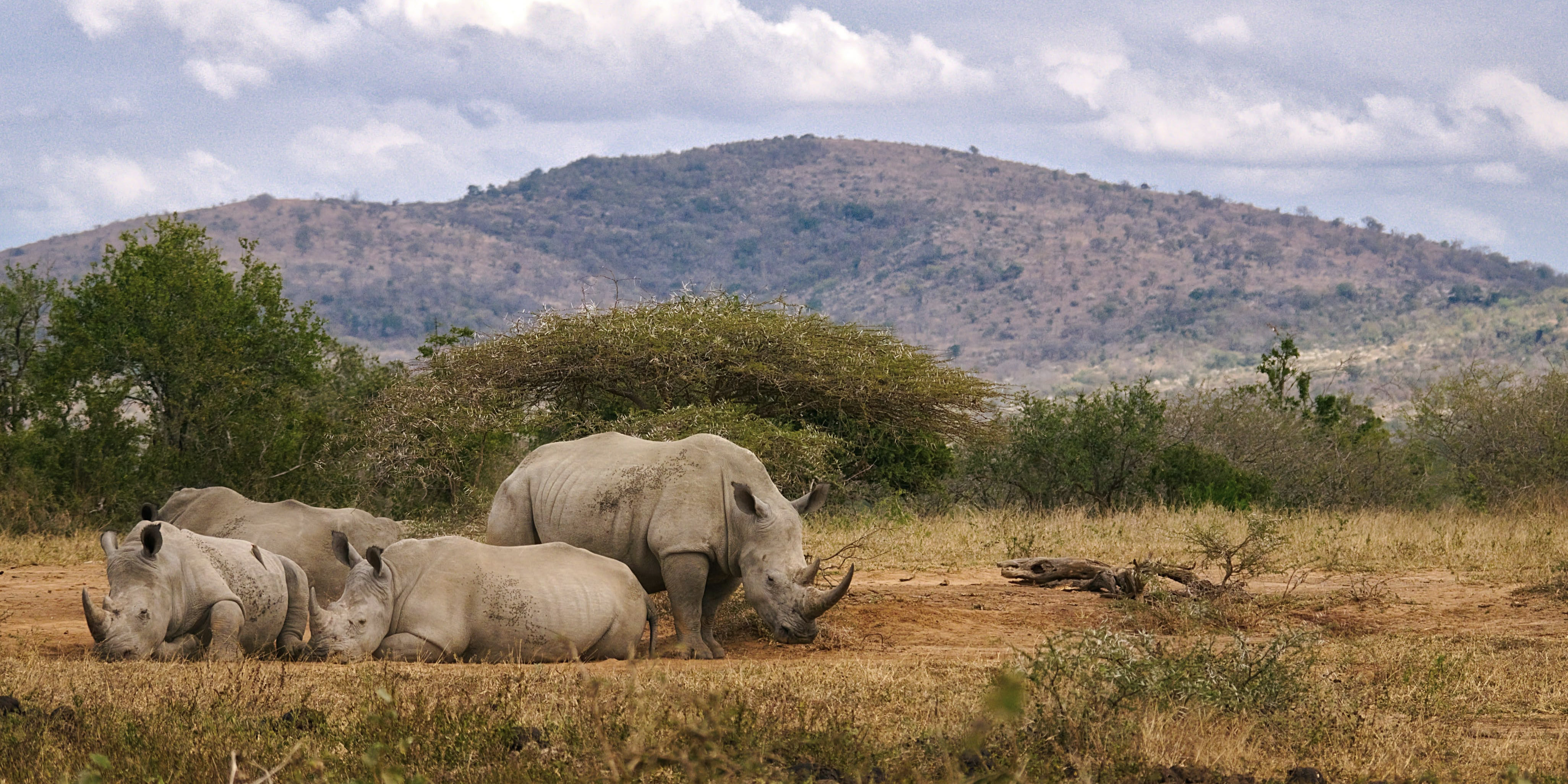 Rhino-South-Africa-1