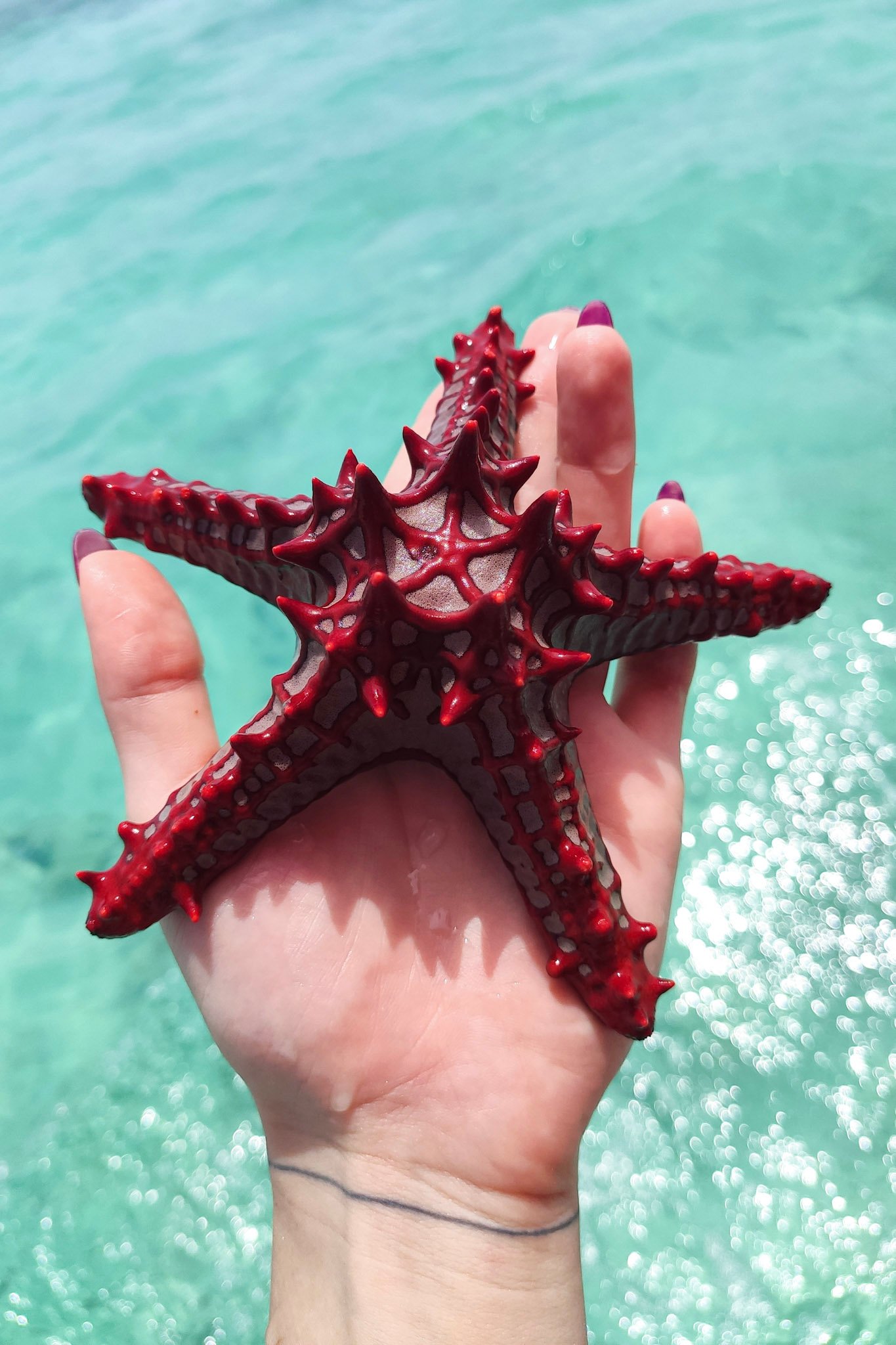 SeaStar-Zanzibar