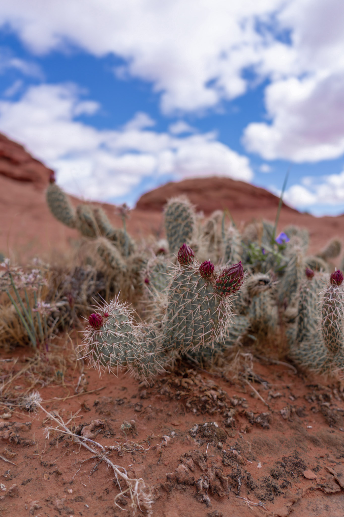 TrovaTrip-Coyote-Gulch-Cactus