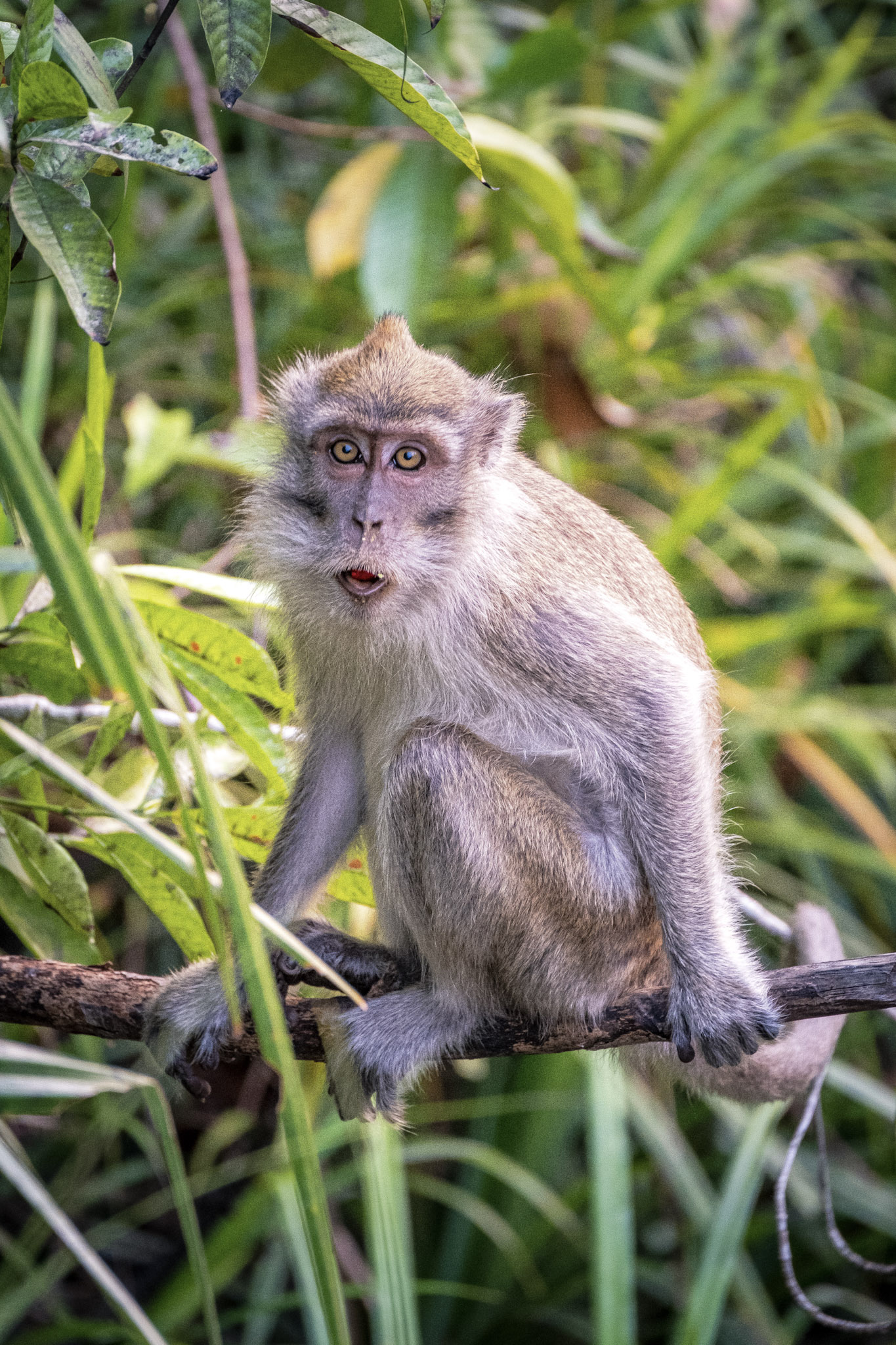 TrovaTrip Monkey Jungle Borneo