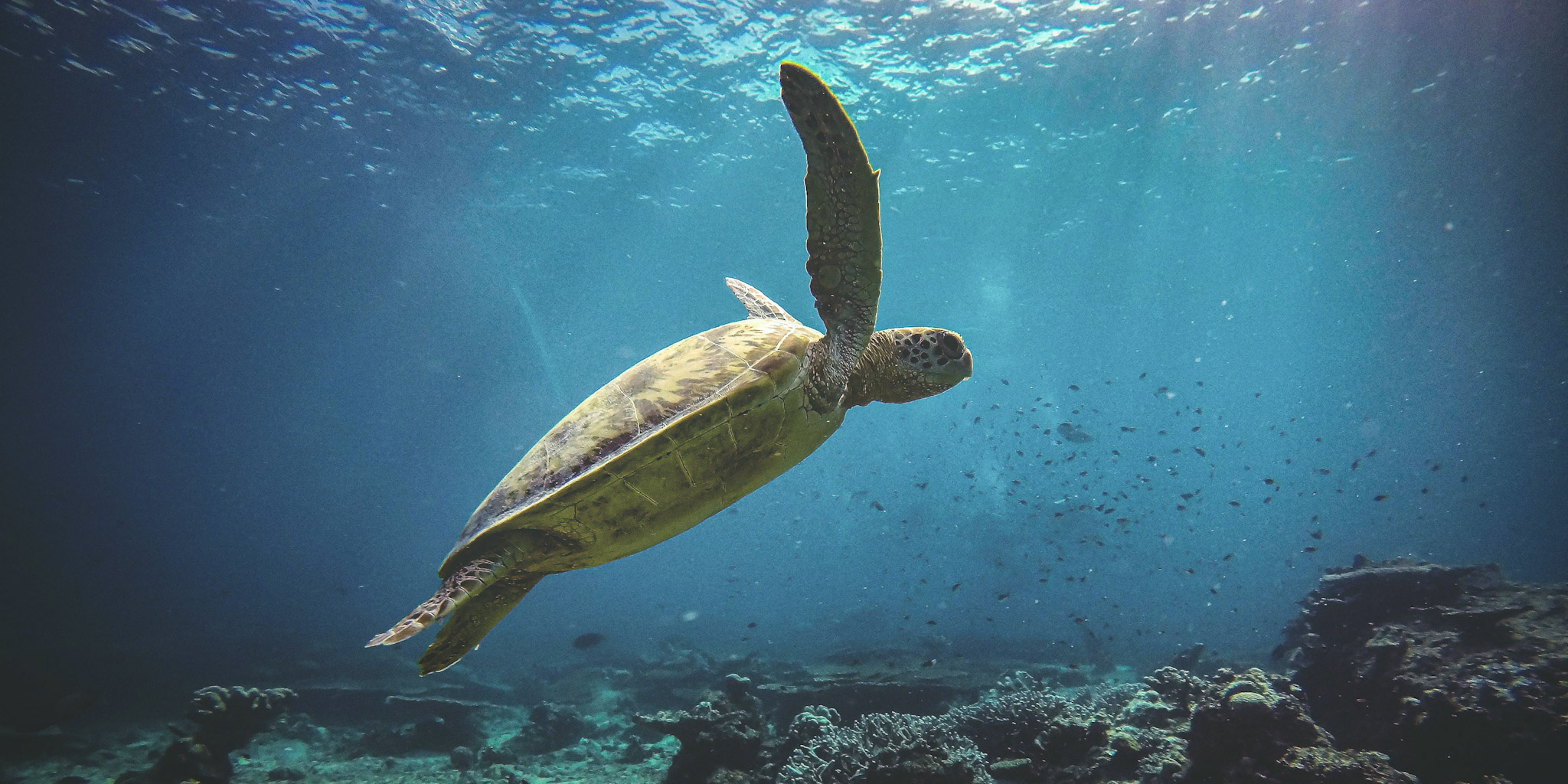 TrovaTrip-Turtle-Swimming-Ocean