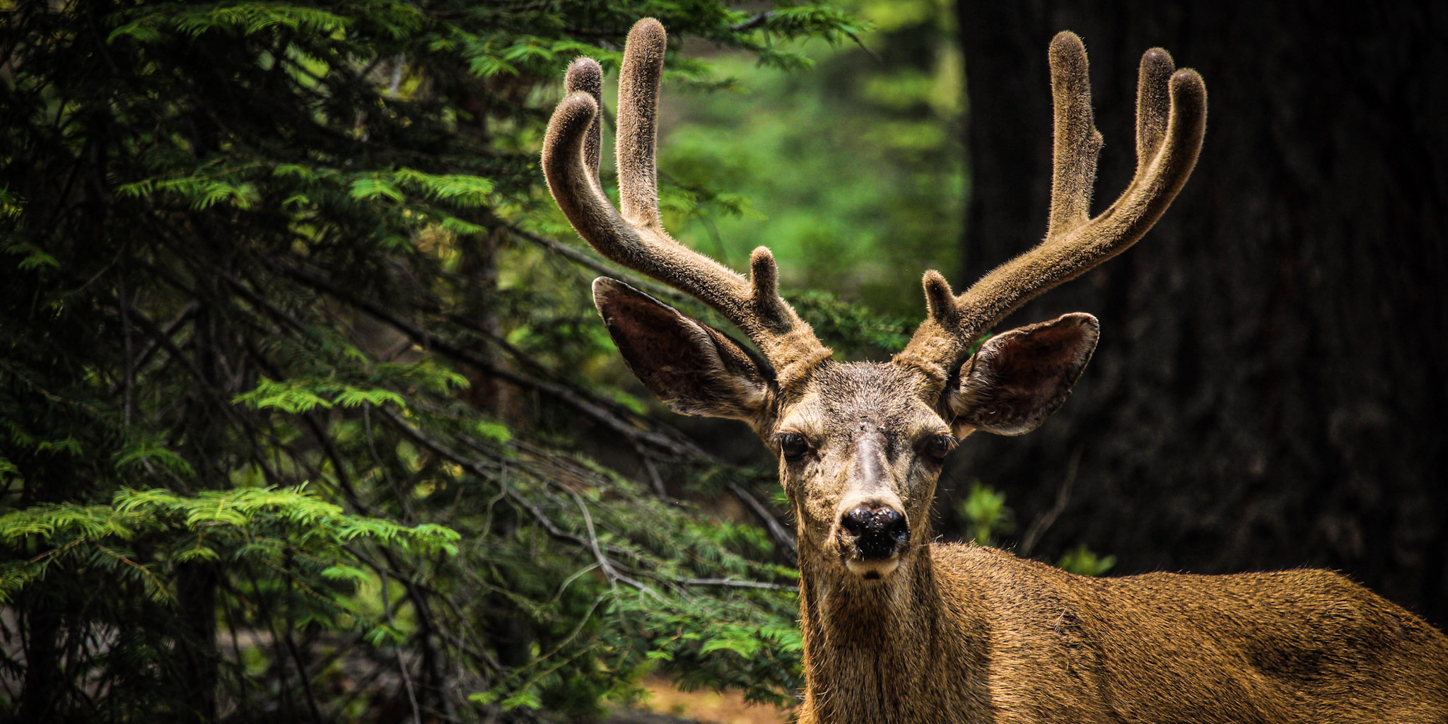 Yosemite-Deer