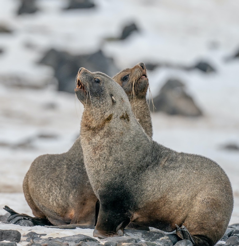 Two fur seals in Antarctica.