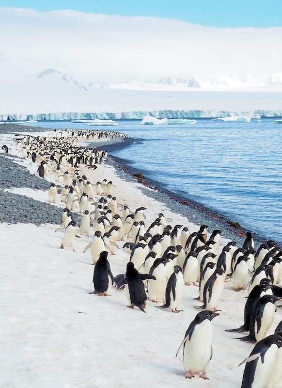 Penguins along the shore in Antarctica.