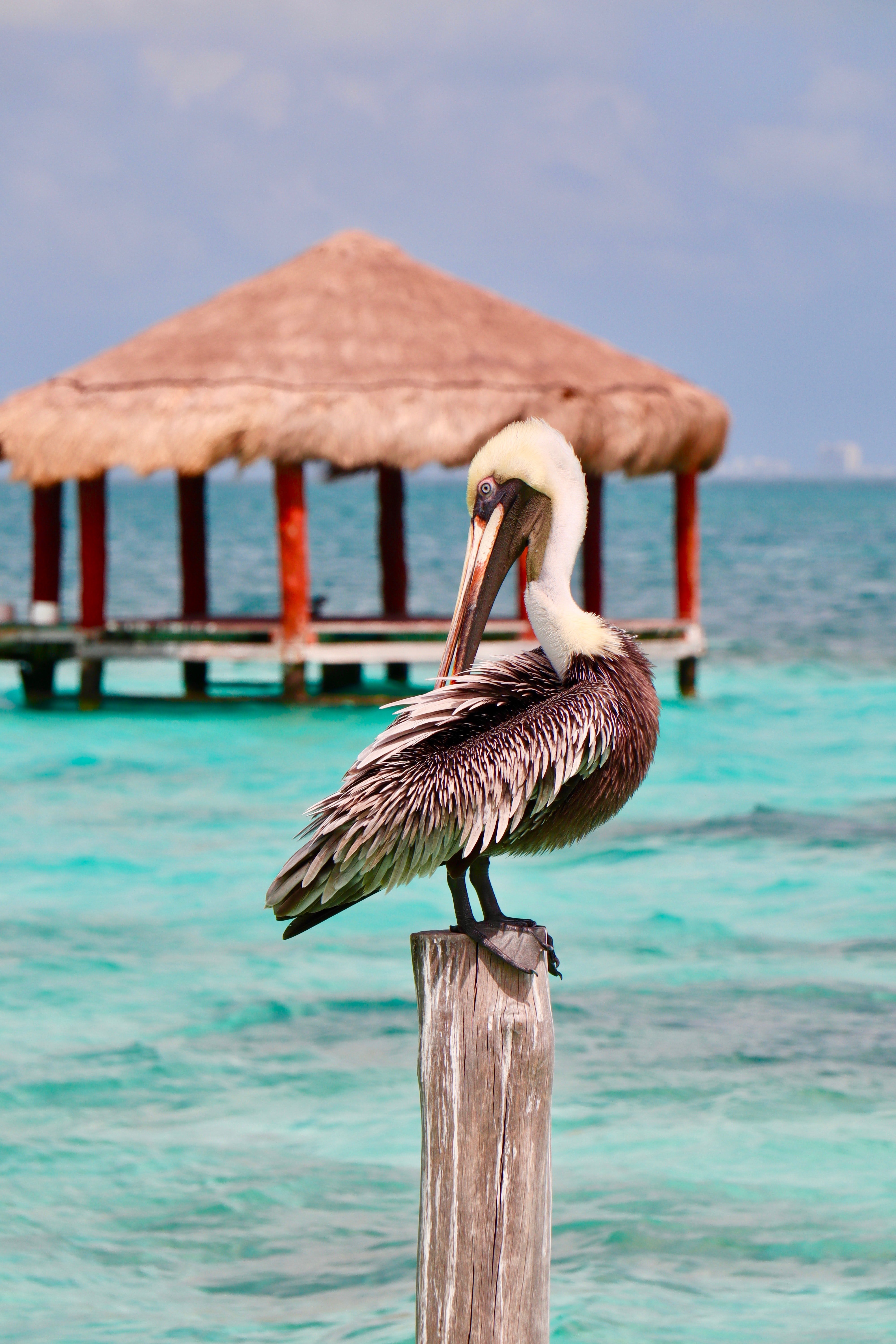 Bird Mexico