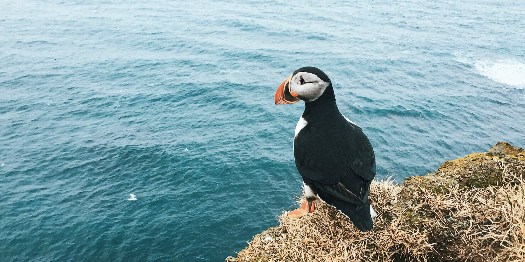 TrovaTrip Iceland Puffin