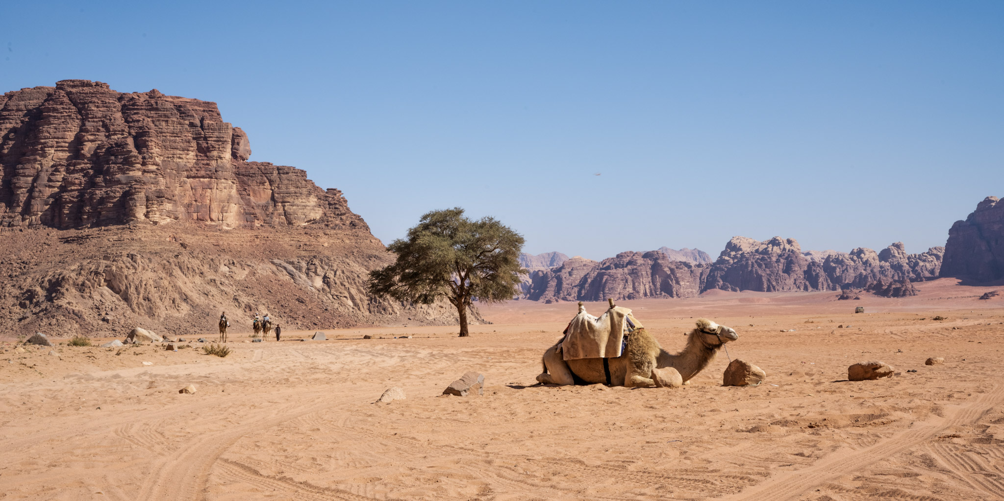Jordan Desert Camel