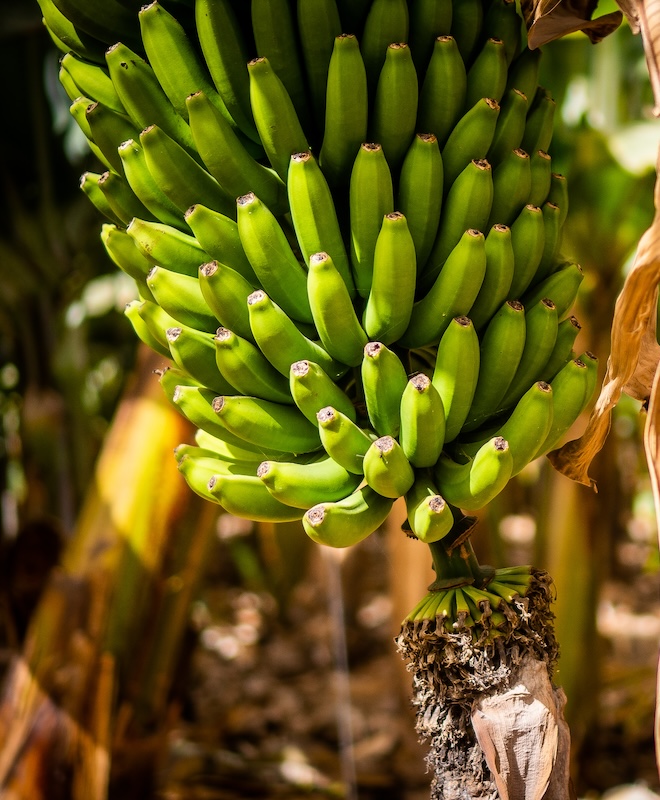 Bananas growing in Tenerife.
