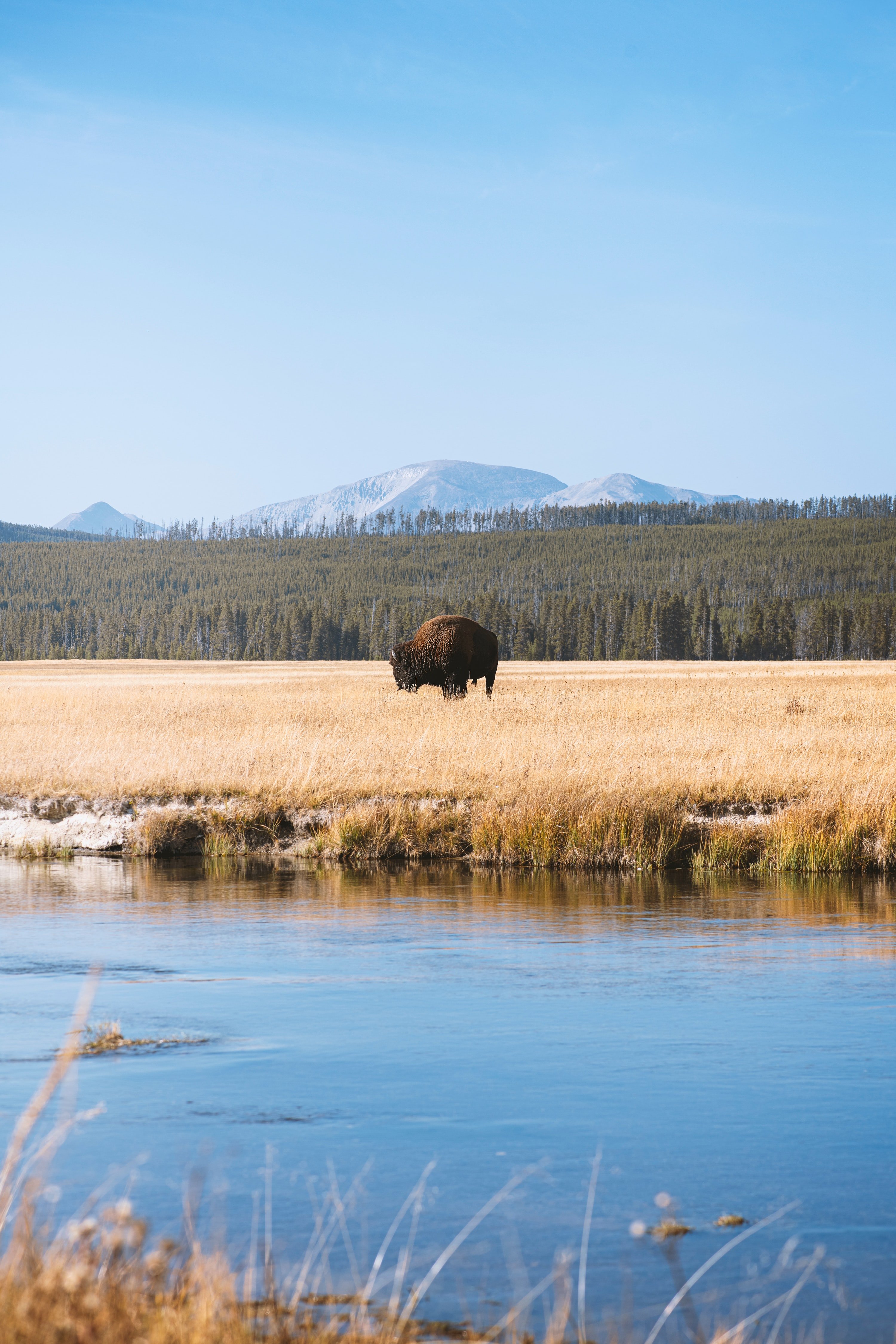 trovatrip-yellowstone-buffalo