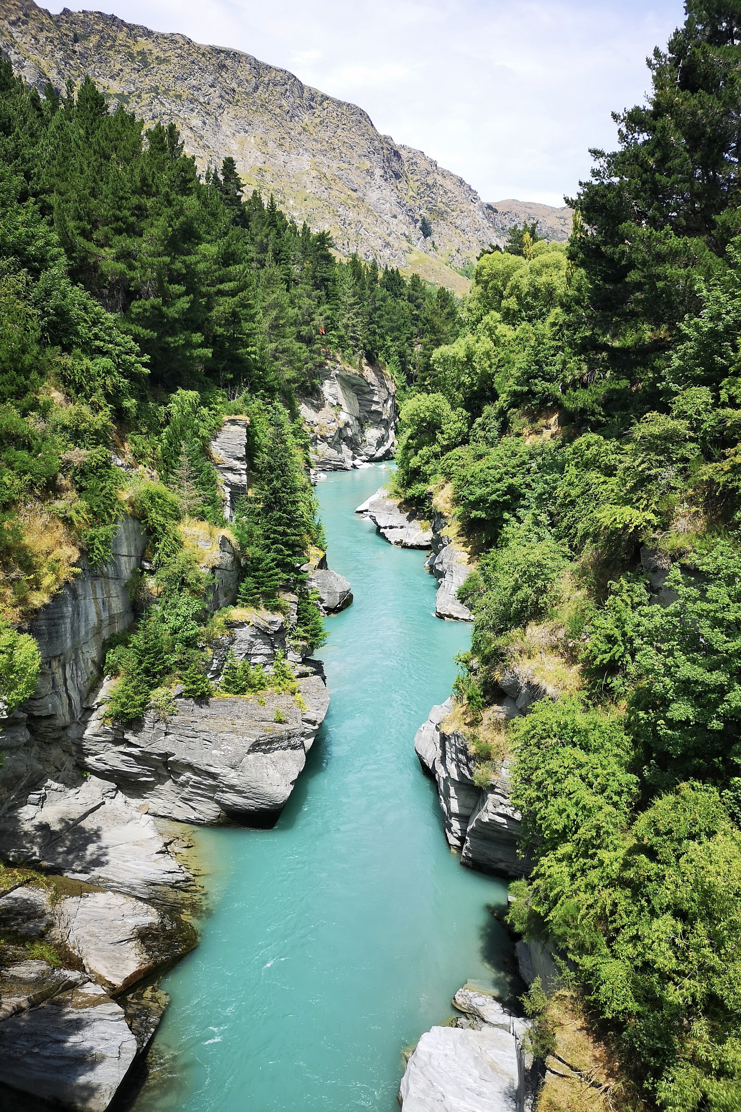 New Zealand forest and stream